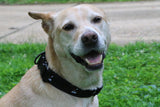 Dog Collar