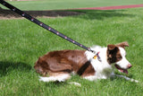 Dog leash